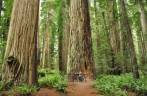 Caminhada no parque das árvores gigantes, o Redwood National Park, no norte da Califórnia, nos Estados Unidos